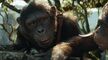 Kingdom Of The Planet Of The Apes 2024